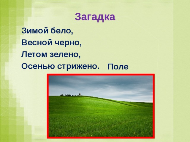 Загадка Зимой бело, Весной черно, Летом зелено, Осенью стрижено.  Поле 