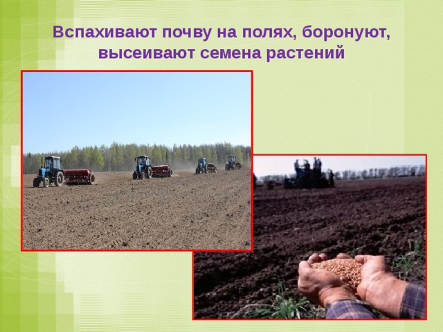 Вспахивают почву на полях, боронуют, высеивают семена растений 