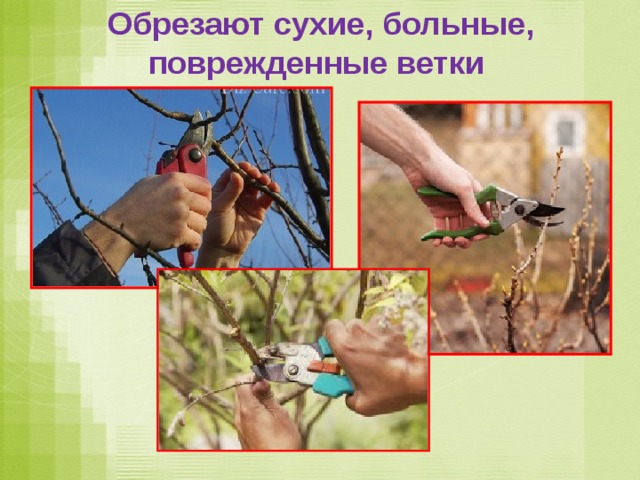 Обрезают сухие, больные, поврежденные ветки   