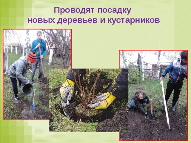 Проводят посадку  новых деревьев и кустарников 