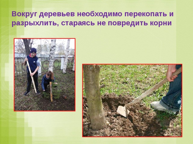 Вокруг деревьев необходимо перекопать и разрыхлить, стараясь не повредить корни 