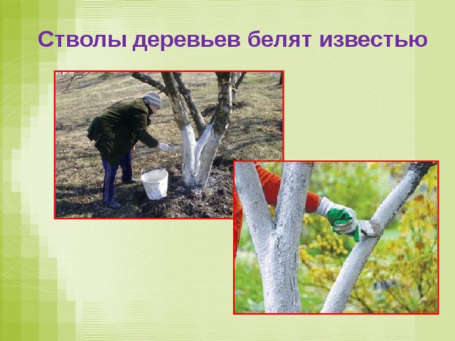 Стволы деревьев белят известью 