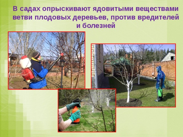 В садах опрыскивают ядовитыми веществами ветви плодовых деревьев, против вредителей и болезней 