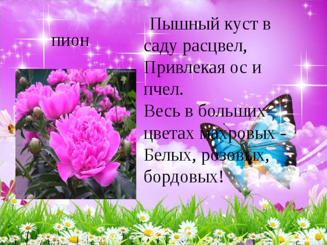  Пышный куст в саду расцвел,   Привлекая ос и пчел.   Весь в больших цветах махровых -   Белых, розовых, бордовых!   пион 