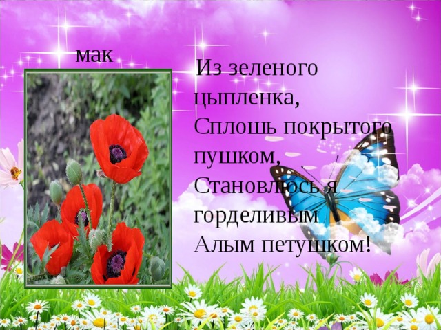  Из зеленого цыпленка,   Сплошь покрытого пушком,   Становлюсь я горделивым   Алым петушком!   мак 
