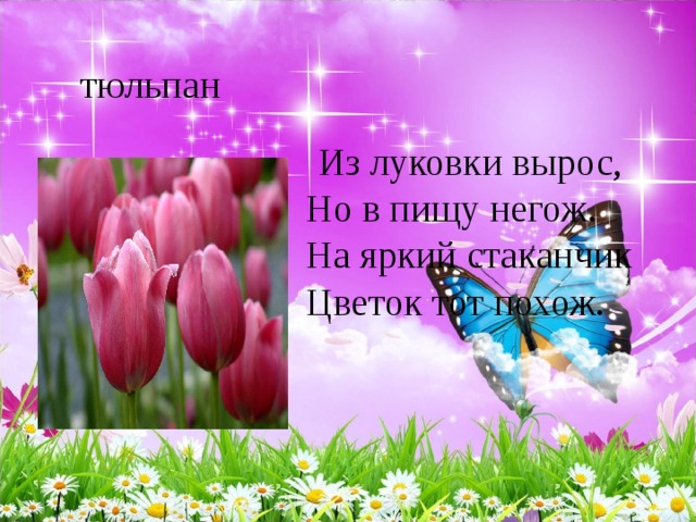  Из луковки вырос,   Но в пищу негож.   На яркий стаканчик   Цветок тот похож.   тюльпан 