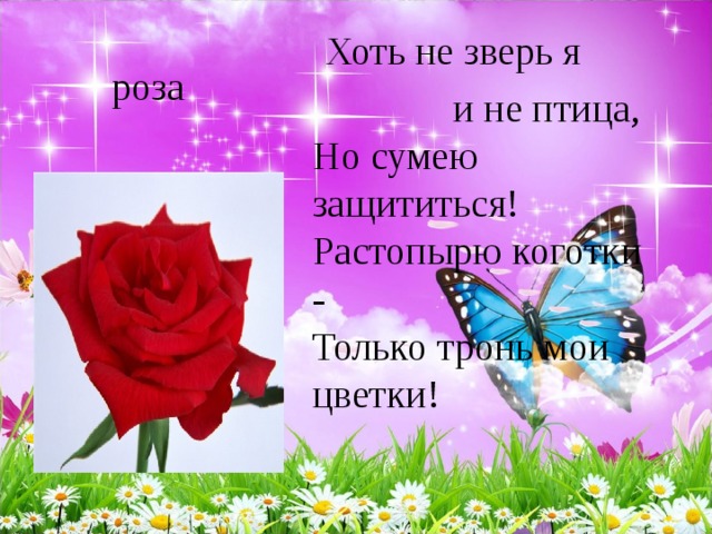  Хоть не зверь я  и не птица,   Но сумею защититься!   Растопырю коготки -   Только тронь мои цветки!  роза 