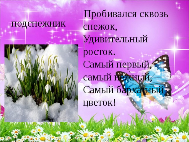  Пробивался сквозь снежок,   Удивительный росток.   Самый первый, самый нежный,   Самый бархатный цветок!  подснежник 