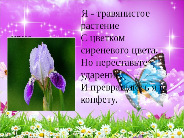 Я - травянистое растение   С цветком сиреневого цвета.   Но переставьте ударение,   И превращаюсь я в конфету.   ирис 
