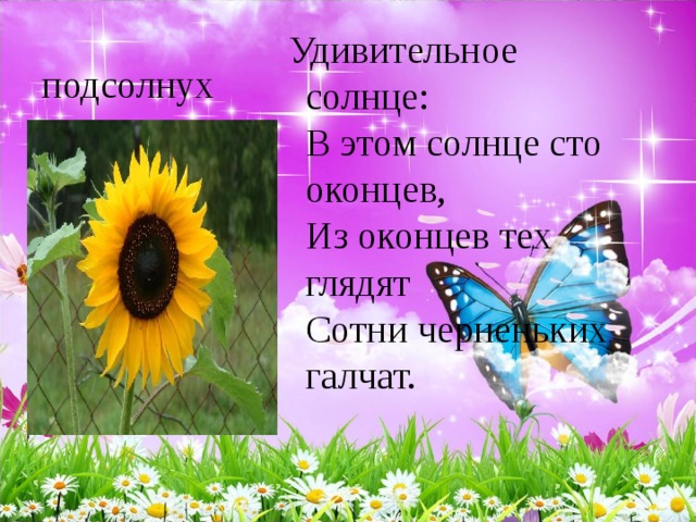  Удивительное солнце:   В этом солнце сто оконцев,   Из оконцев тех глядят   Сотни черненьких галчат.  подсолнух 