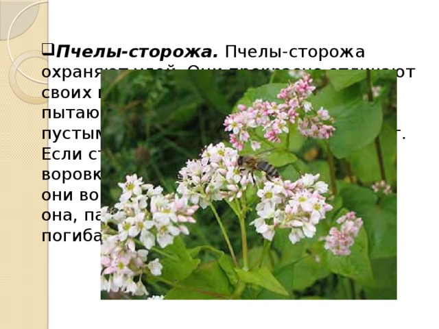 Пчелы-сторожа. Пчелы-сторожа охраняют улей. Они прекрасно отличают своих пчел от чужих и всех, пытающихся проникнуть в улей с пустым зобиком, беспощадно отгоняют. Если сторожевые пчелы поймают воровку и ей не удается вырваться, то они вонзают в пленницу свои жала, и она, парализованная ядом, тут же погибает. 