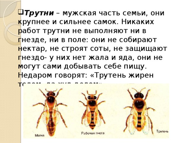 Трутни – мужская часть семьи, они крупнее и сильнее самок. Никаких работ трутни не выполняют ни в гнезде, ни в поле: они не собирают нектар, не строят соты, не защищают гнездо- у них нет жала и яда, они не могут сами добывать себе пищу. Недаром говорят: «Трутень жирен телом, да худ делом». 