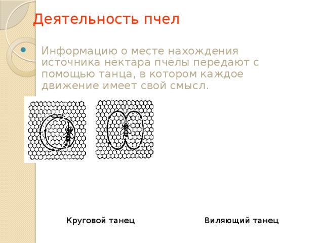 Деятельность пчел    Информацию о месте нахождения источника нектара пчелы передают с помощью танца, в котором каждое движение имеет свой смысл. Круговой танец Виляющий танец 