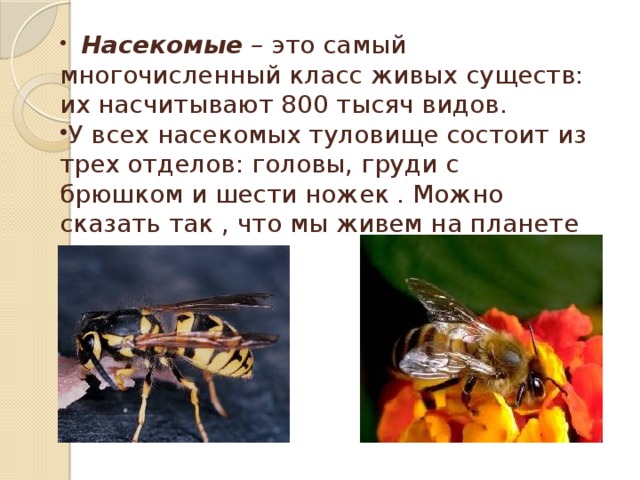  Насекомые – это самый многочисленный класс живых существ: их насчитывают 800 тысяч видов. У всех насекомых туловище состоит из трех отделов: головы, груди с брюшком и шести ножек . Можно сказать так , что мы живем на планете насекомых.  