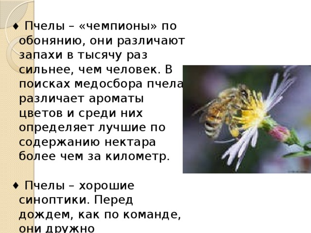  Пчелы – «чемпионы» по обонянию, они различают запахи в тысячу раз сильнее, чем человек. В поисках медосбора пчела различает ароматы цветов и среди них определяет лучшие по содержанию нектара более чем за километр.  Пчелы – «чемпионы» по обонянию, они различают запахи в тысячу раз сильнее, чем человек. В поисках медосбора пчела различает ароматы цветов и среди них определяет лучшие по содержанию нектара более чем за километр.  Пчелы – хорошие синоптики. Перед дождем, как по команде, они дружно возвращаются в улей.  Пчелы – хорошие синоптики. Перед дождем, как по команде, они дружно возвращаются в улей. 