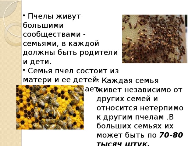  Пчелы живут большими сообществами - семьями, в каждой должны быть родители и дети.  Семья пчел состоит из матери и ее детей. Семью основывает самка.  Каждая семья живет независимо от других семей и относится нетерпимо к другим пчелам .В больших семьях их может быть по 70-80 тысяч штук.  