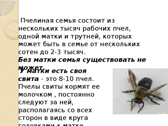  Пчелиная семья состоит из нескольких тысяч рабочих пчел, одной матки и трутней, которых может быть в семье от нескольких сотен до 2-3 тысяч. Без матки семья существовать не может.   У матки есть своя свита - это 8-10 пчел. Пчелы свиты кормят ее молочком , постоянно следуют за ней, располагаясь со всех сторон в виде круга головками к матке. 