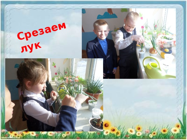 Срезаем лук 