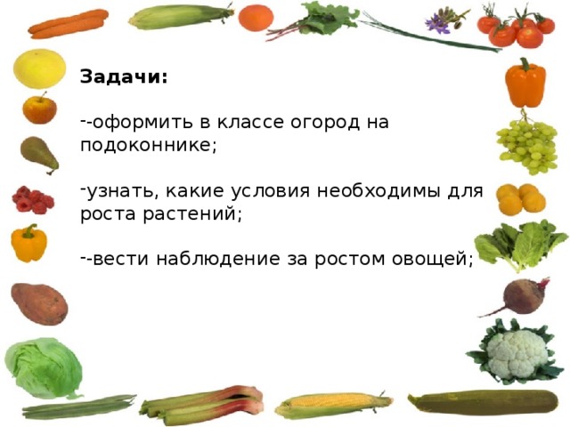 Задачи: -оформить в классе огород на подоконнике; узнать, какие условия необходимы для роста растений; -вести наблюдение за ростом овощей; 