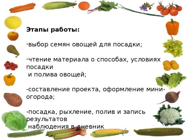 Этапы работы: выбор семян овощей для посадки; чтение материала о способах, условиях посадки  и полива овощей; -составление проекта, оформление мини-огорода; -посадка, рыхление, полив и запись результатов  наблюдения в дневник 