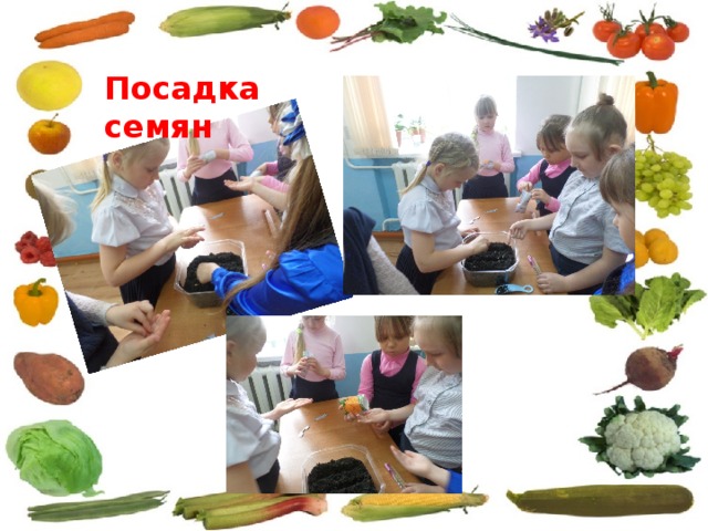 Посадка семян 