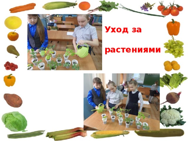 Уход за  растениями 