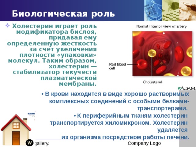 Биологическая роль Холестерин играет роль модификатора бислоя, придавая ему определенную жесткость за счет увеличения плотности «упаковки» молекул. Таким образом, холестерин — стабилизатор текучести плазматической мембраны. • В крови находится в виде хорошо растворимых комплексных соединений с особыми белками-транспортерами. • К периферийным тканям холестерин транспортируется хиломикроном. Холестерин удаляется из организма посредством работы печени. 