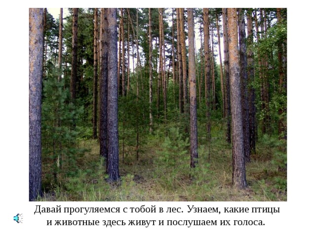 Давай прогуляемся с тобой в лес. Узнаем, какие птицы и животные здесь живут и послушаем их голоса. 