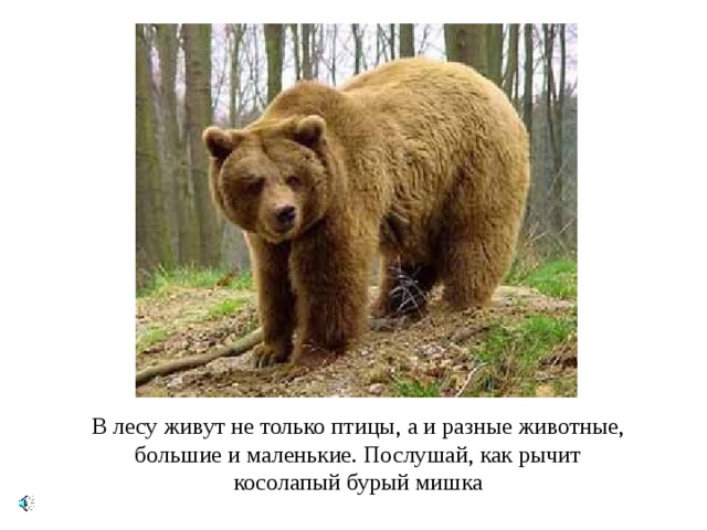 В лесу живут не только птицы, а и разные животные, большие и маленькие. Послушай, как рычит косолапый бурый мишка 