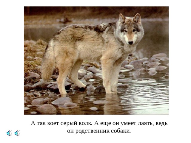 А так воет серый волк. А еще он умеет лаять, ведь он родственник собаки. 