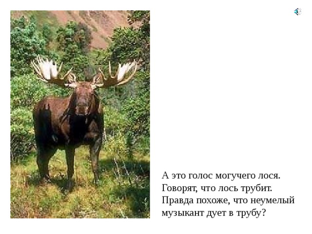 А это голос могучего лося. Говорят, что лось трубит. Правда похоже, что неумелый музыкант дует в трубу ? 