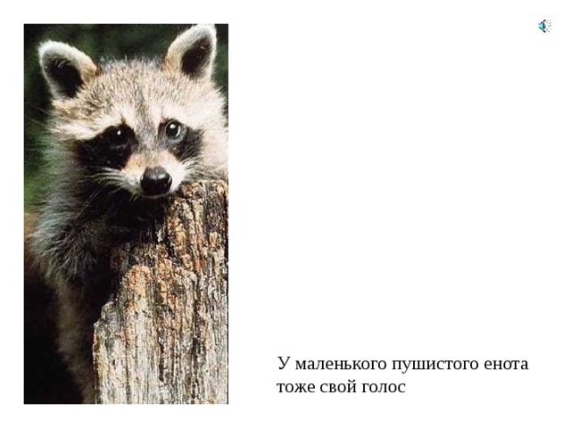 У маленького пушистого енота тоже свой голос 
