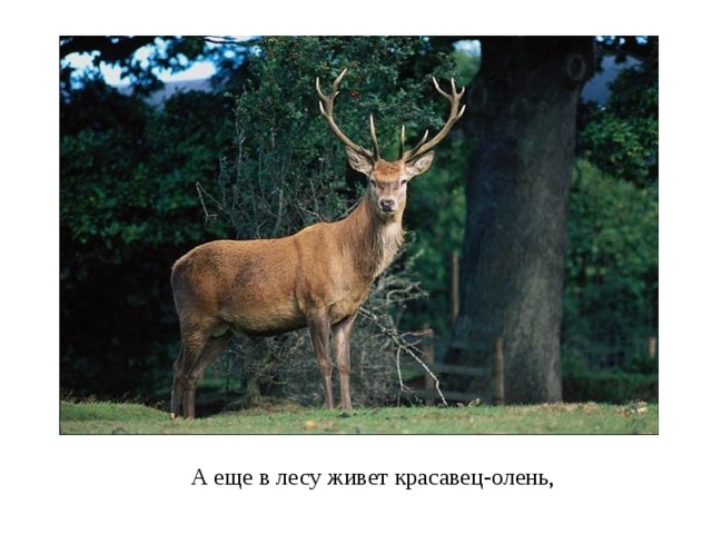 А еще в лесу живет красавец-олень, 