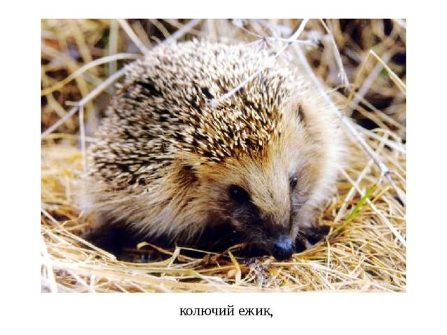колючий ежик, 