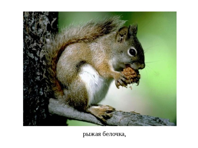 рыжая белочка, 