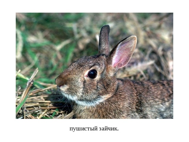 пушистый зайчик.  