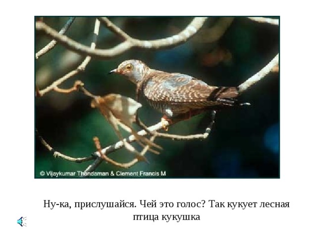 Ну-ка, прислушайся. Чей это голос ? Так кукует лесная птица кукушка 