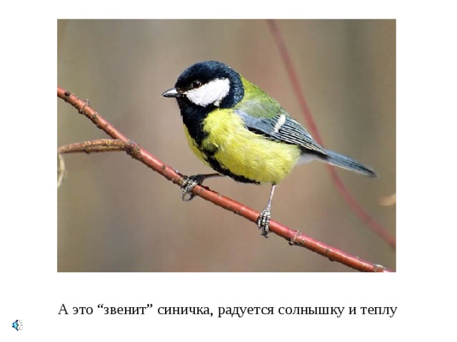 А это “ звенит ” синичка, радуется солнышку и теплу 