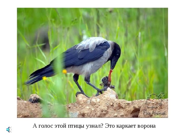 А голос этой птицы узнал ? Это каркает ворона 
