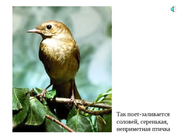 Так поет-заливается соловей, серенькая, неприметная птичка 