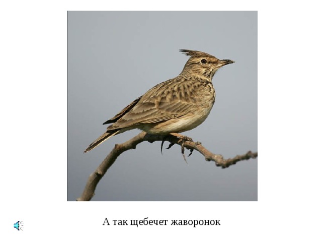 А так щебечет жаворонок 
