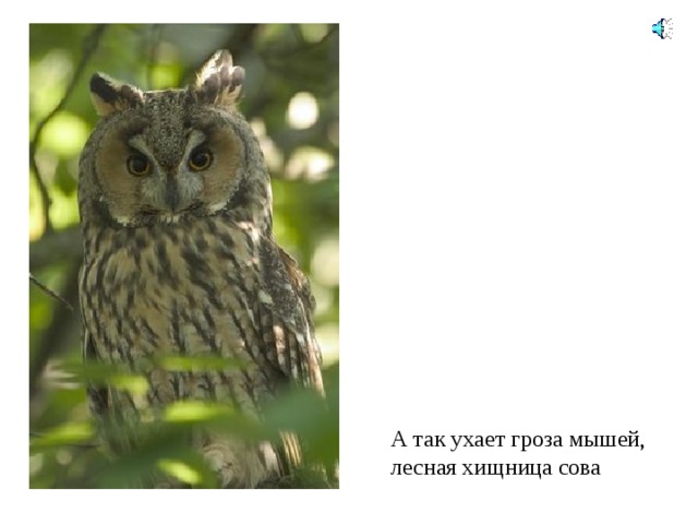 А так ухает гроза мышей, лесная хищница сова 