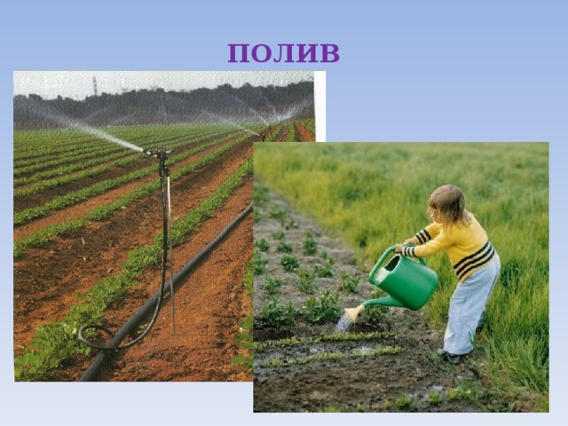 ПОЛИВ 