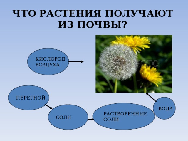 ЧТО РАСТЕНИЯ ПОЛУЧАЮТ ИЗ ПОЧВЫ? КИСЛОРОД ВОЗДУХА ПЕРЕГНОЙ ВОДА РАСТВОРЕННЫЕ СОЛИ СОЛИ 
