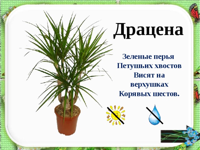 Драцена Зеленые перья Петушьих хвостов Висят на верхушках  Корявых шестов.