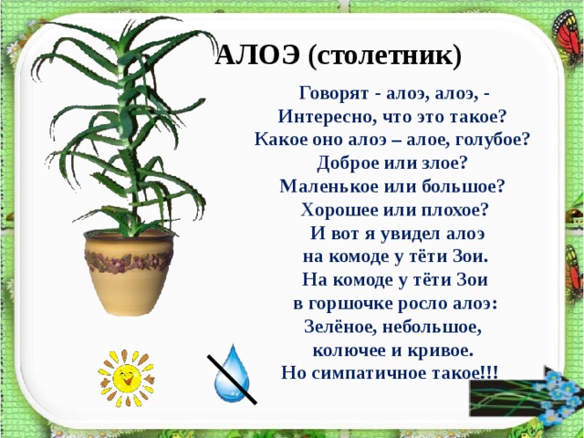 АЛОЭ (столетник)  Говорят - алоэ, алоэ, - Интересно, что это такое? Какое оно алоэ – алое, голубое? Доброе или злое? Маленькое или большое? Хорошее или плохое?  И вот я увидел алоэ  на комоде у тёти Зои. На комоде у тёти Зои  в горшочке росло алоэ: Зелёное, небольшое, колючее и кривое. Но симпатичное такое!!!