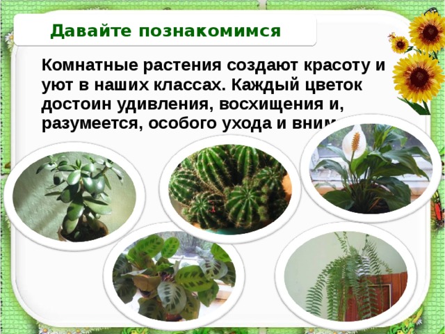 Давайте познакомимся Комнатные растения создают красоту и уют в наших классах. Каждый цветок достоин удивления, восхищения и, разумеется, особого ухода и внимания.