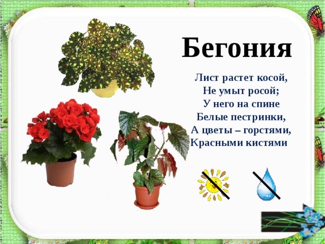 Бегония Лист растет косой, Не умыт росой; У него на спине Белые пестринки, А цветы – горстями, Красными кистями .