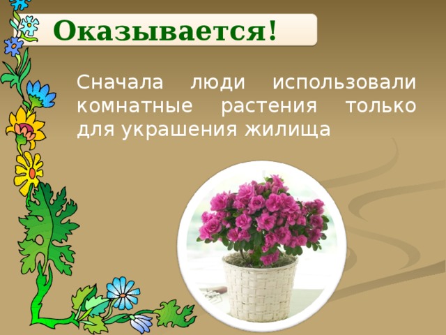 Оказывается! Сначала люди использовали комнатные растения только для украшения жилища