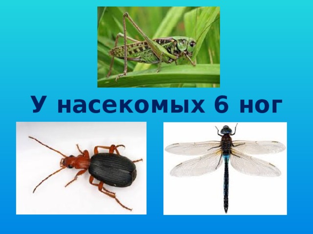 У насекомых 6 ног 
